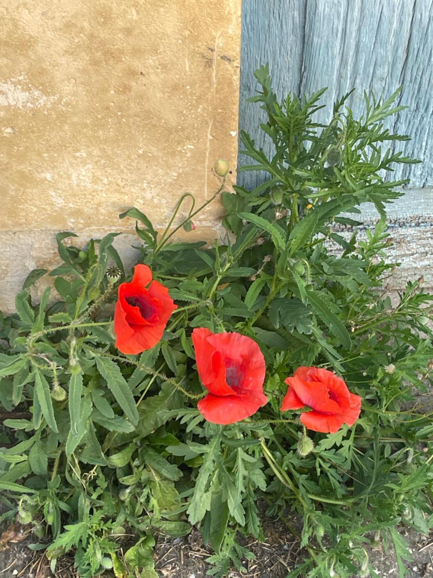 דירות Tusson Sous L Olivier מראה חיצוני תמונה